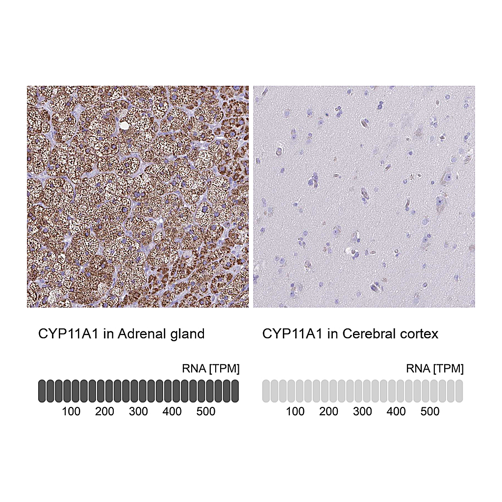 Atlas Antibodies Anti-CYP11A1 Antibody