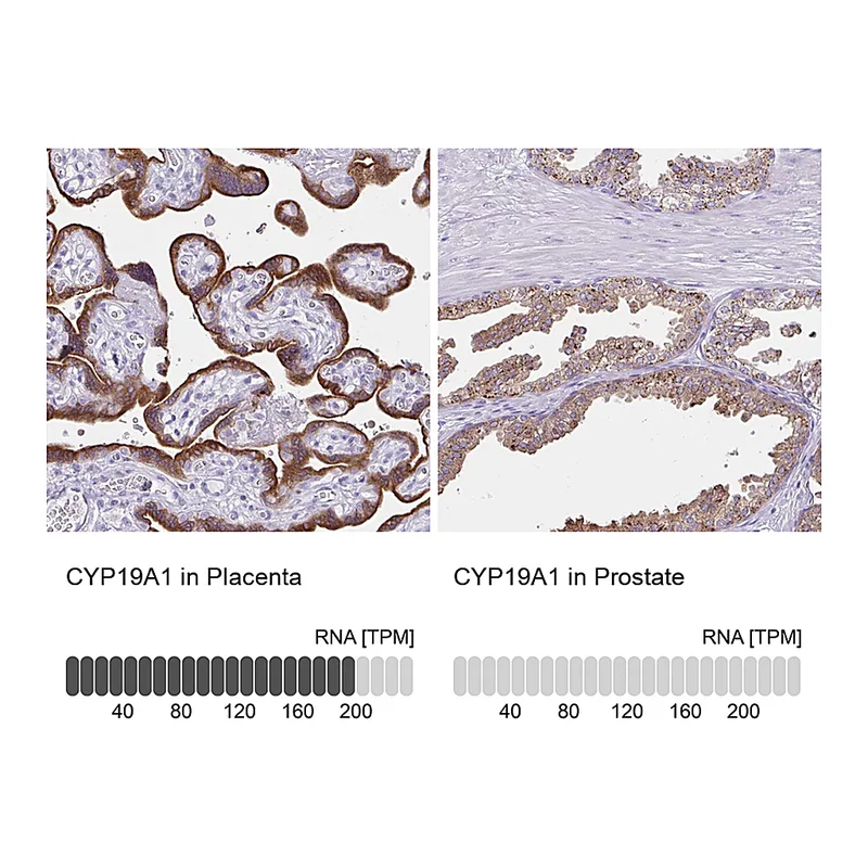 Atlas Antibodies Anti-CYP19A1 Antibody