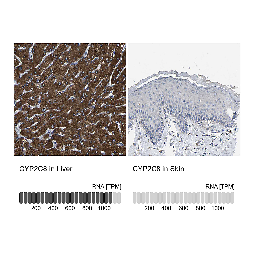 Atlas Antibodies Anti-CYP2C8 Antibody