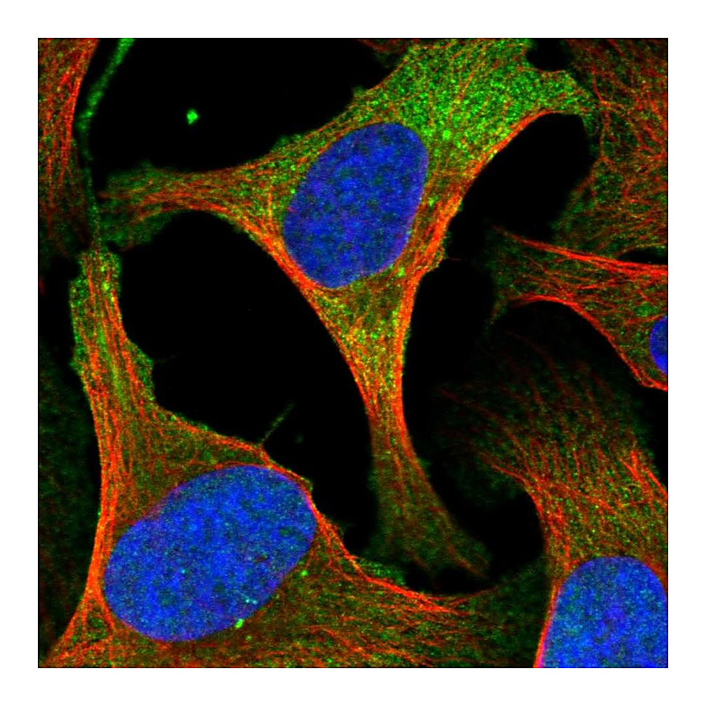 Atlas Antibodies Anti-CYTH2 Antibody
