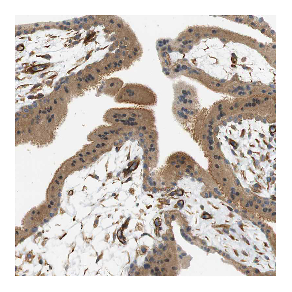 Atlas Antibodies Anti-CYTH3 Antibody
