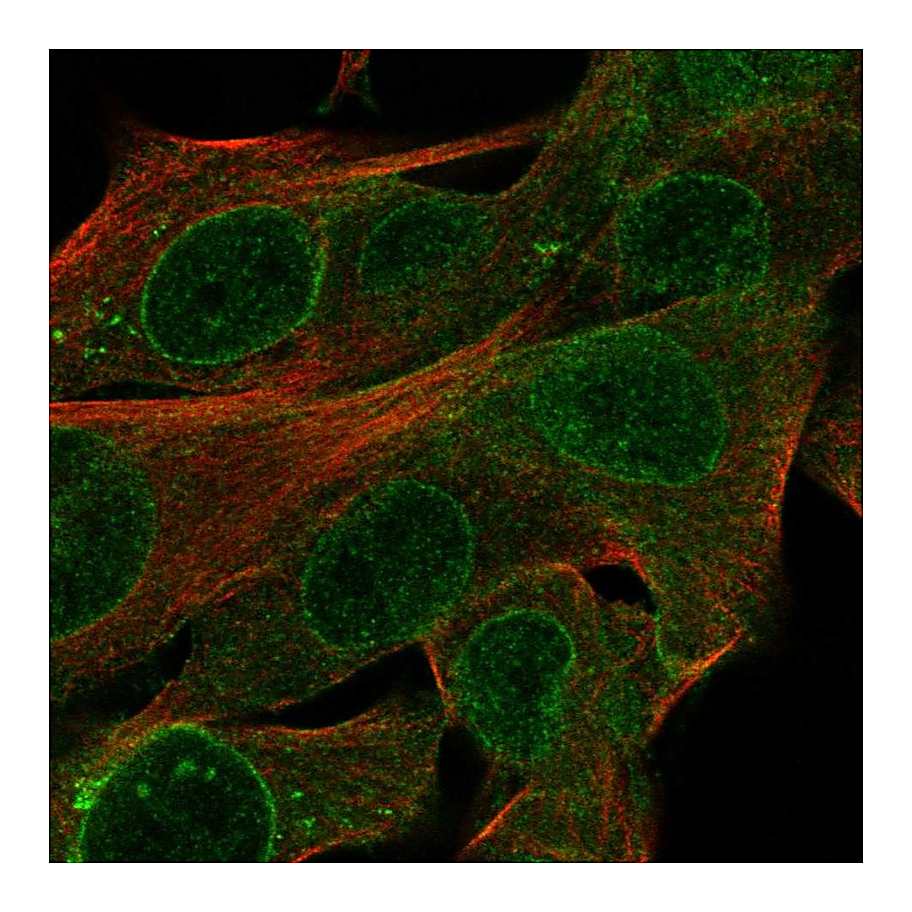 Atlas Antibodies Anti-CYTL1 Antibody