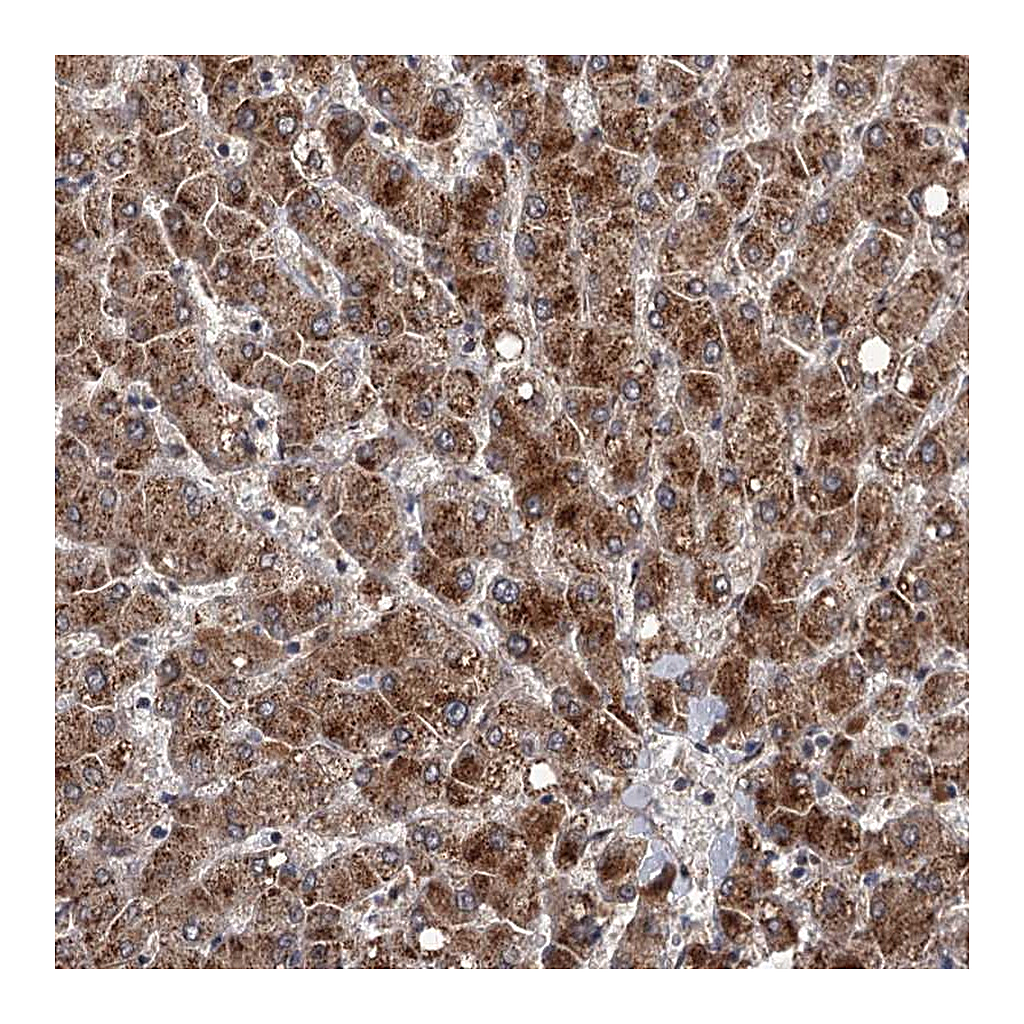 Atlas Antibodies Anti-DAO Antibody