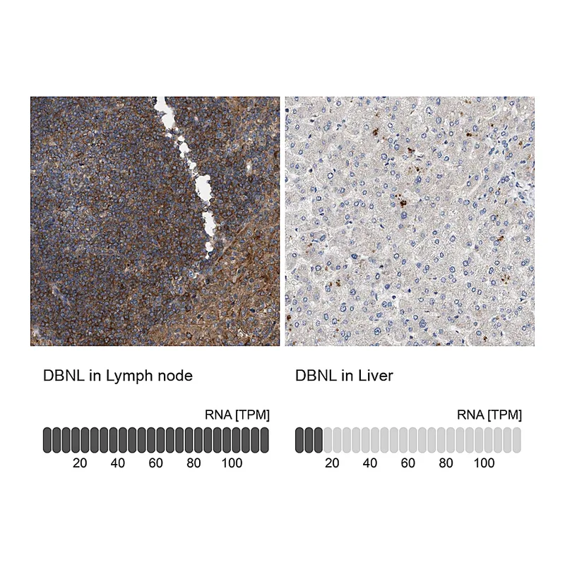 Atlas Antibodies Anti-DBNL Antibody
