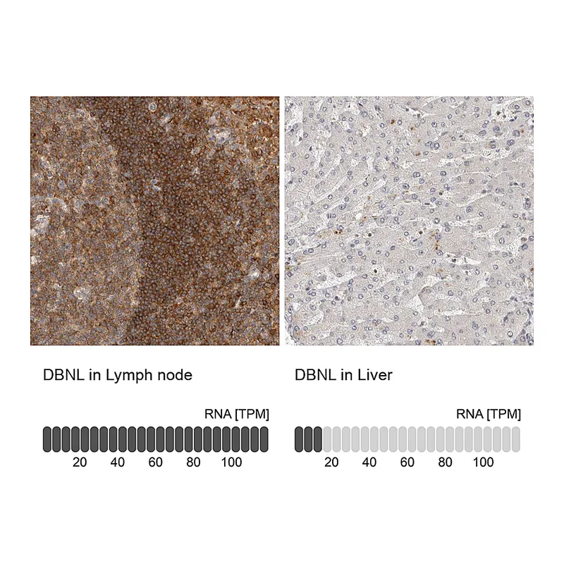 Atlas Antibodies Anti-DBNL Antibody