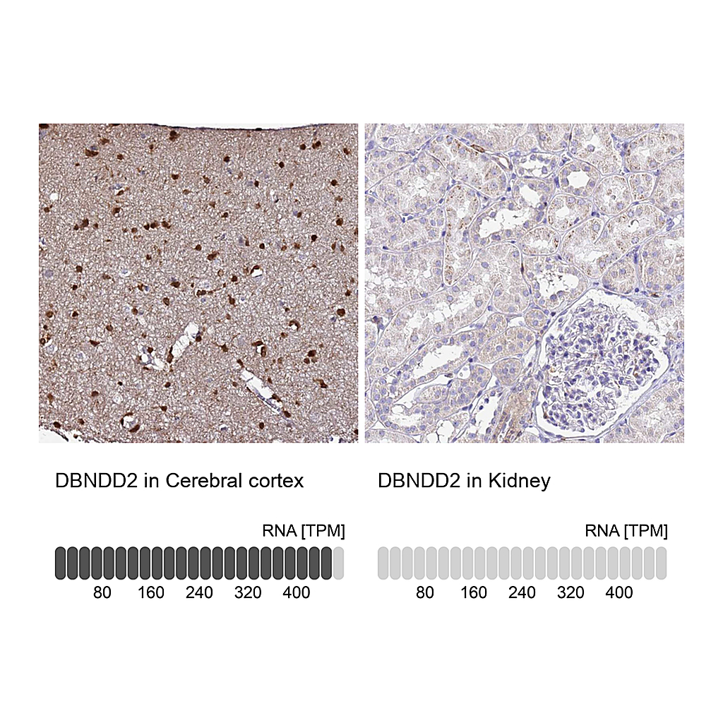 Atlas Antibodies Anti-DBNDD2 Antibody