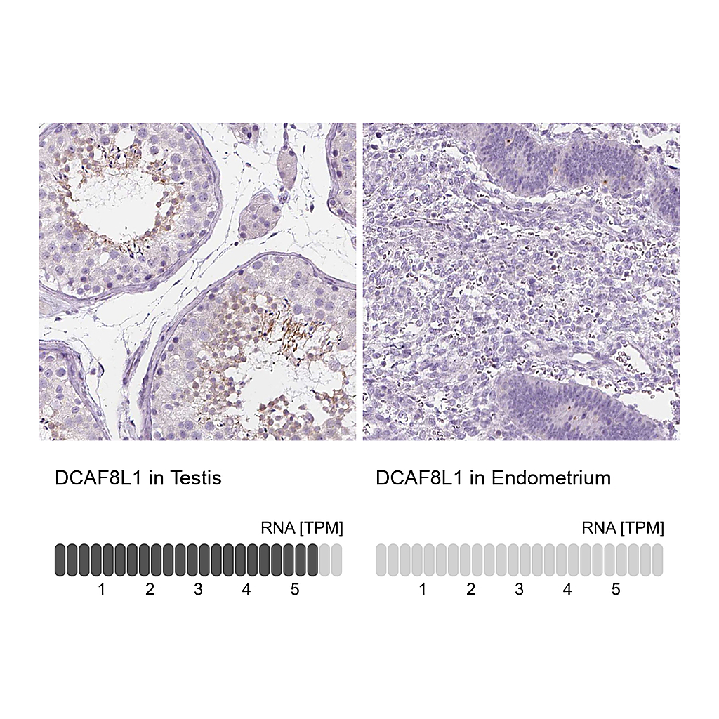 Atlas Antibodies Anti-DCAF8L1 Antibody