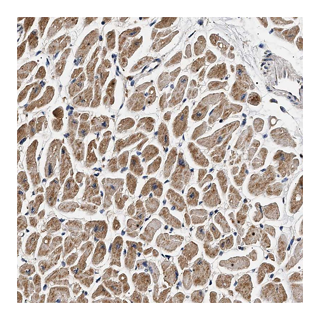 Atlas Antibodies Anti-DCBLD2 Antibody