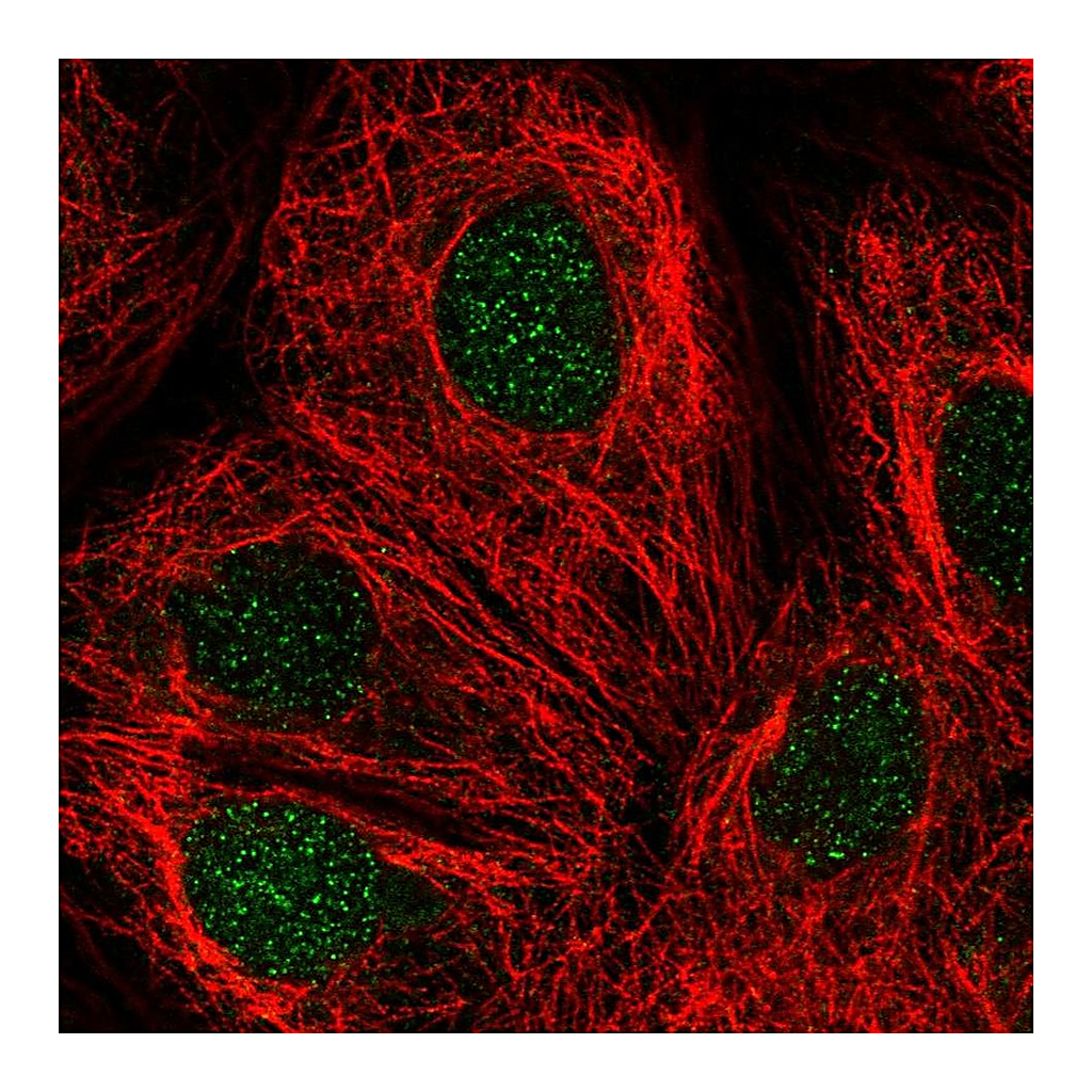Atlas Antibodies Anti-DCK Antibody