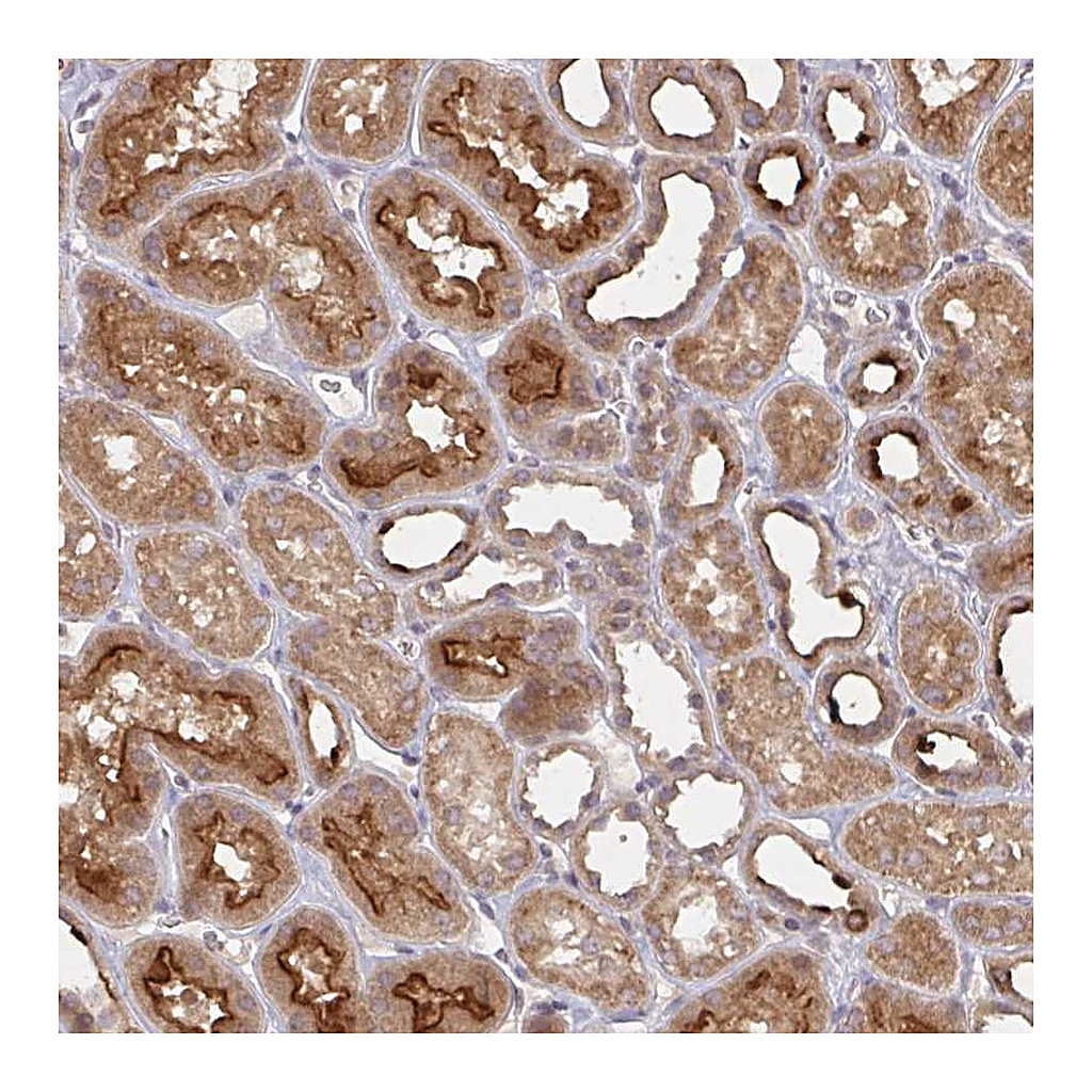 Atlas Antibodies Anti-DCST1 Antibody