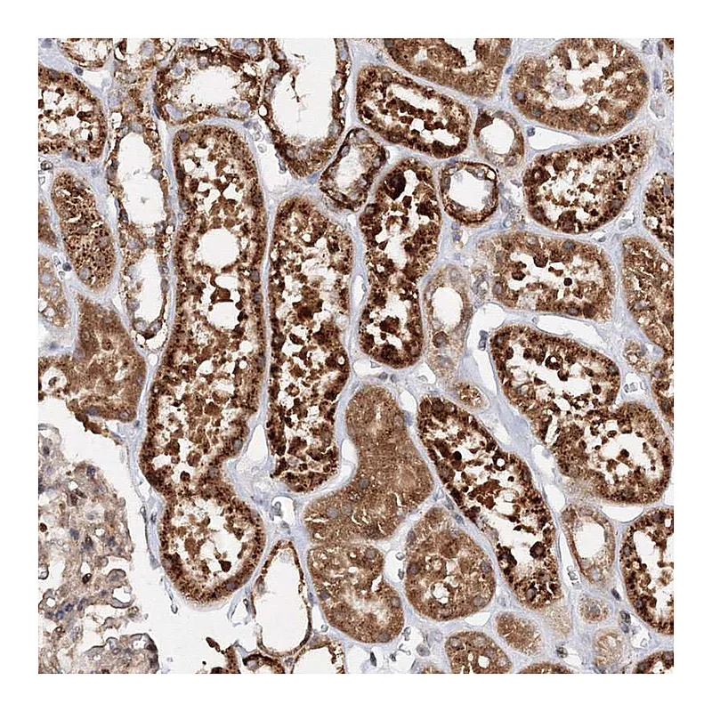 Atlas Antibodies Anti-DCTD Antibody