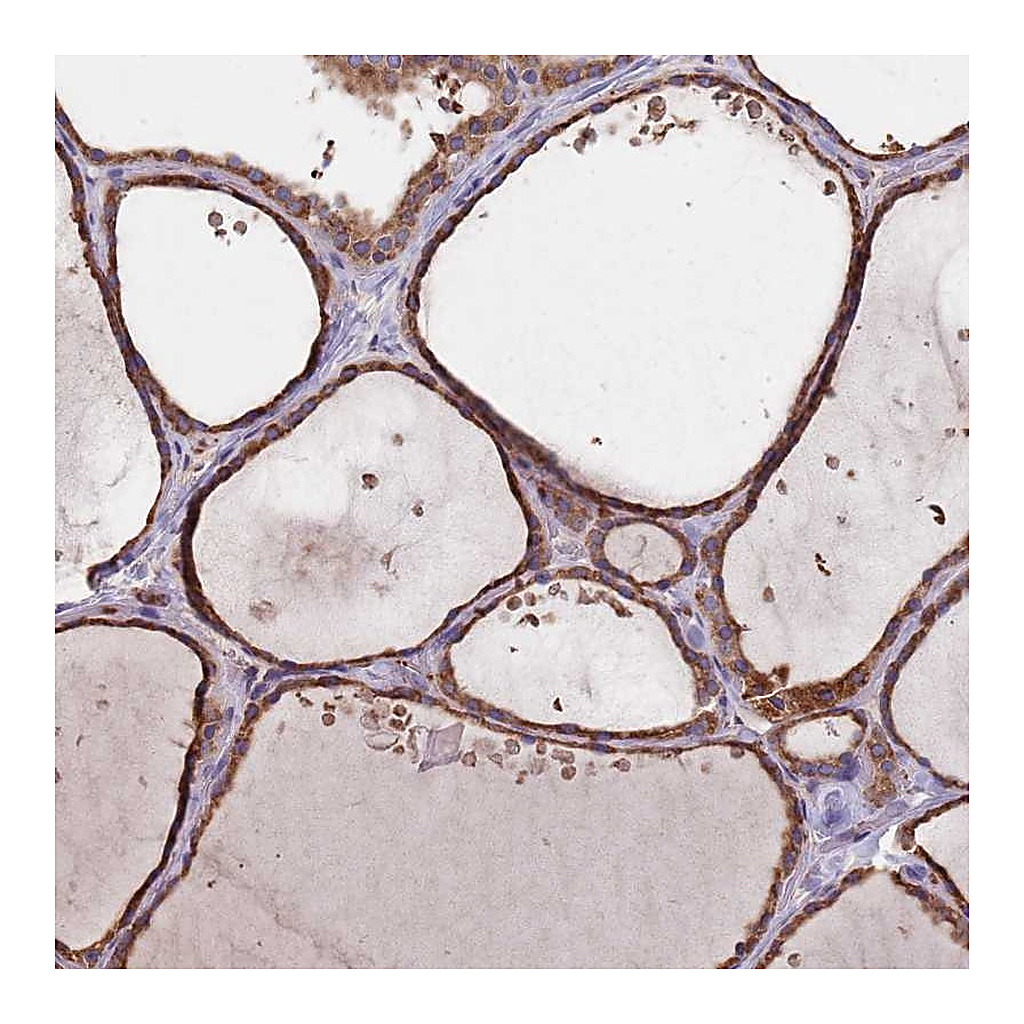 Atlas Antibodies Anti-DCUN1D3 Antibody