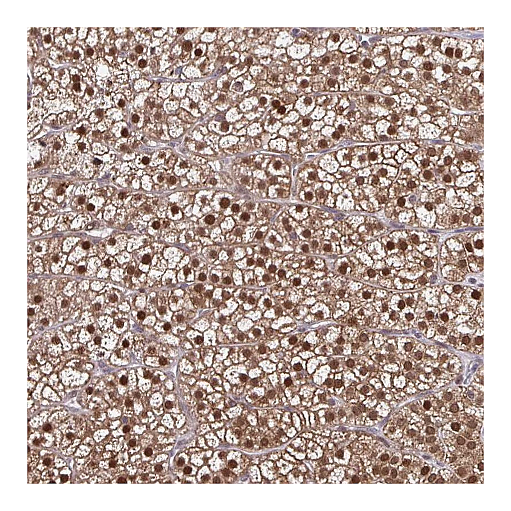 Atlas Antibodies Anti-DDB1 Antibody