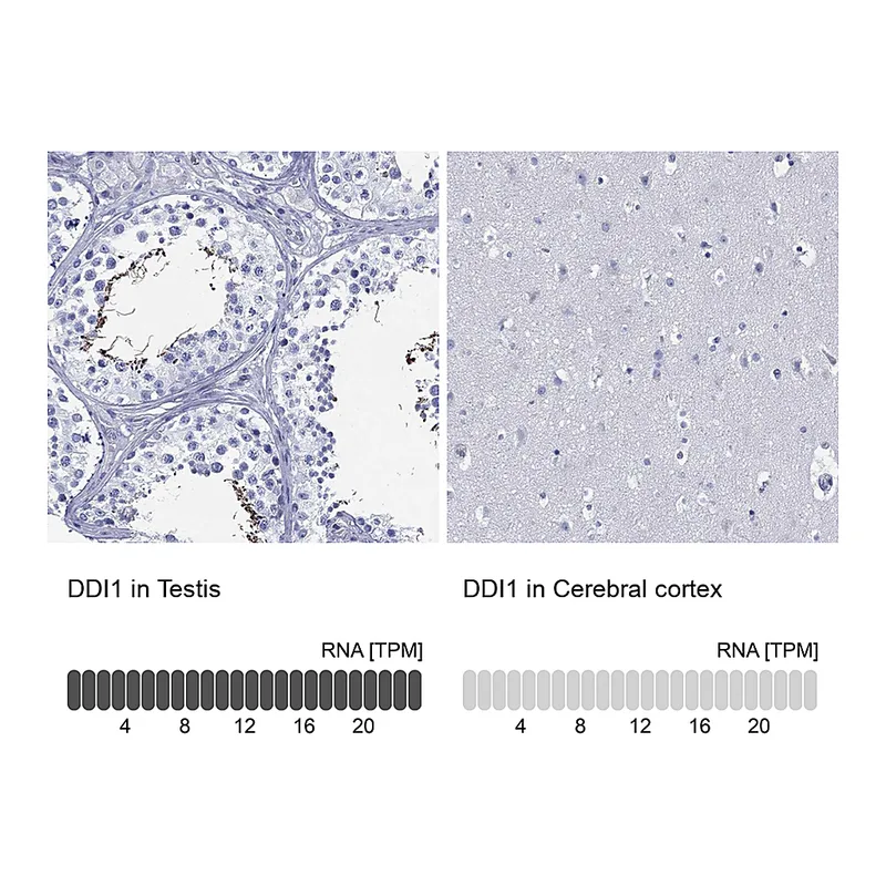 Atlas Antibodies Anti-DDI1 Antibody