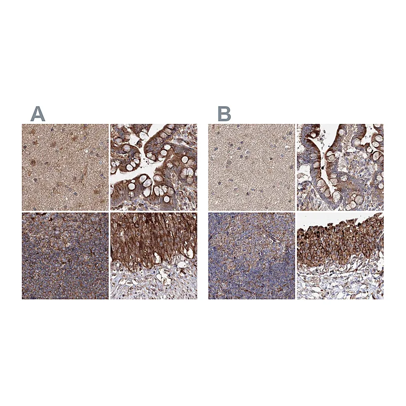 Atlas Antibodies Anti-DDO Antibody