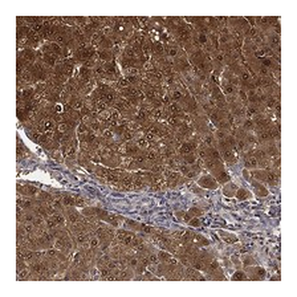 Atlas Antibodies Anti-DDT Antibody