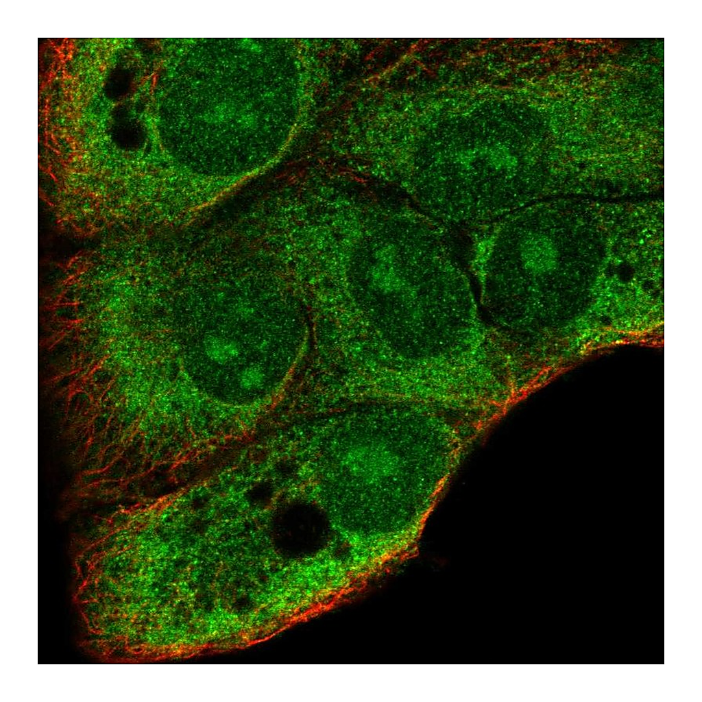 Atlas Antibodies Anti-DDRGK1 Antibody