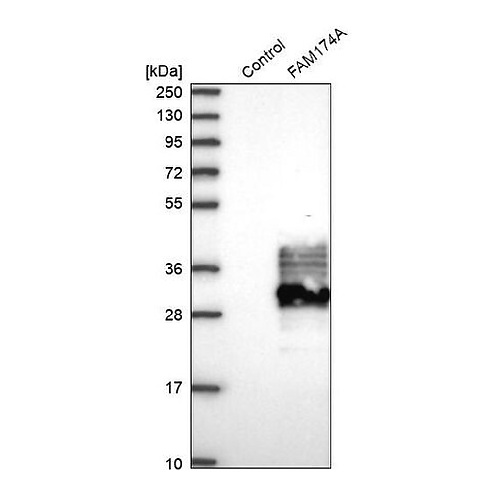 Merck Anti-FAM174A antibody produced in rabbit