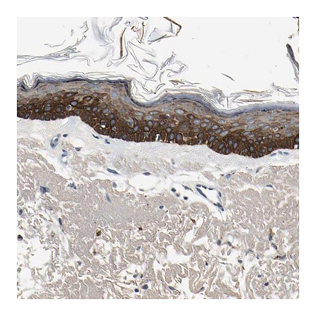 Merck Anti-MANSC1 antibody produced in rabbit