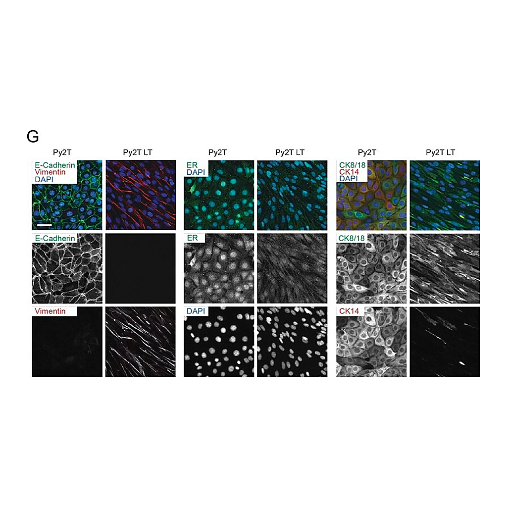 Merck Monoclonal Anti-Vimentin antibody produced in mouse