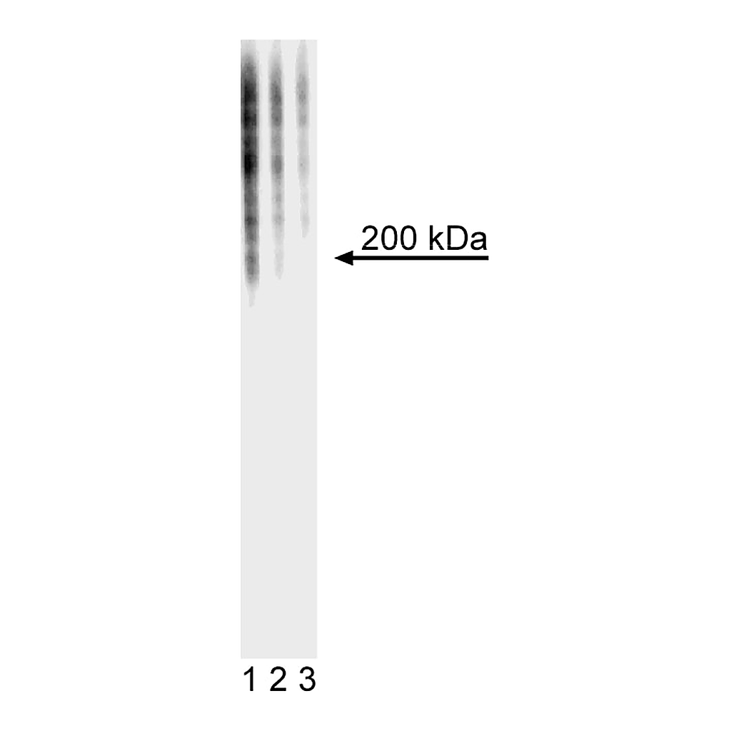 BD Purified Mouse anti-SSEA-1