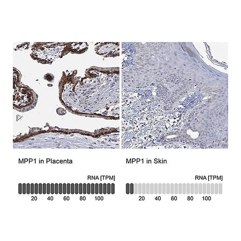 Merck Anti-MPP1 antibody produced in rabbit
