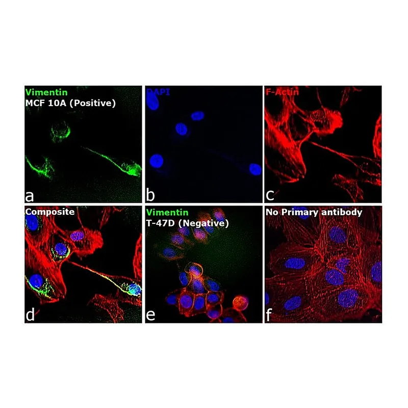 Thermo Fisher Scientific Goat anti-Rabbit IgG (H+L) Cross-Adsorbed Secondary Antibody, Alexa Fluor 430