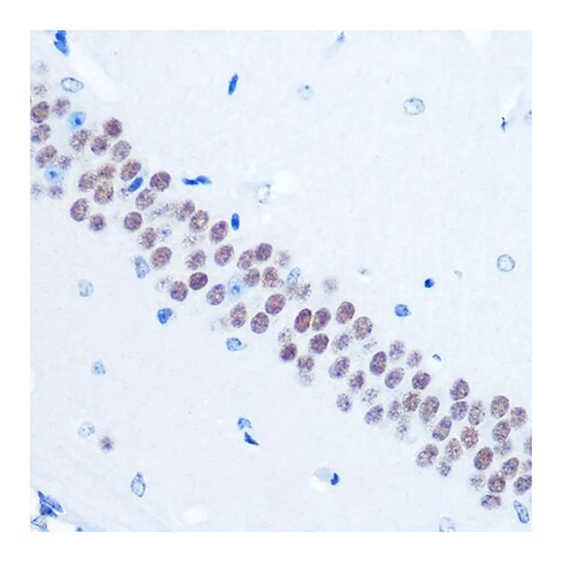 Merck Anti-TLE1 antibody produced in rabbit