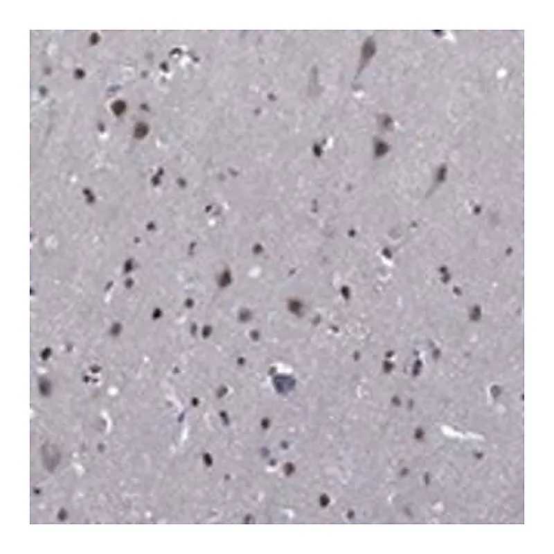 Merck Anti-ETV5 antibody produced in rabbit