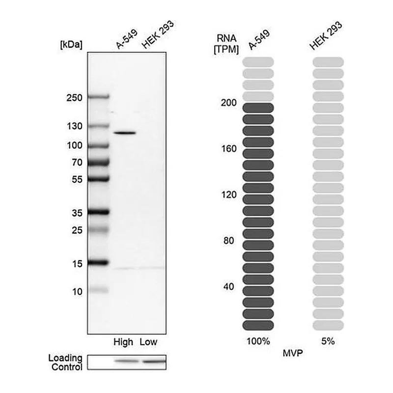 Merck Anti-MVP antibody produced in rabbit