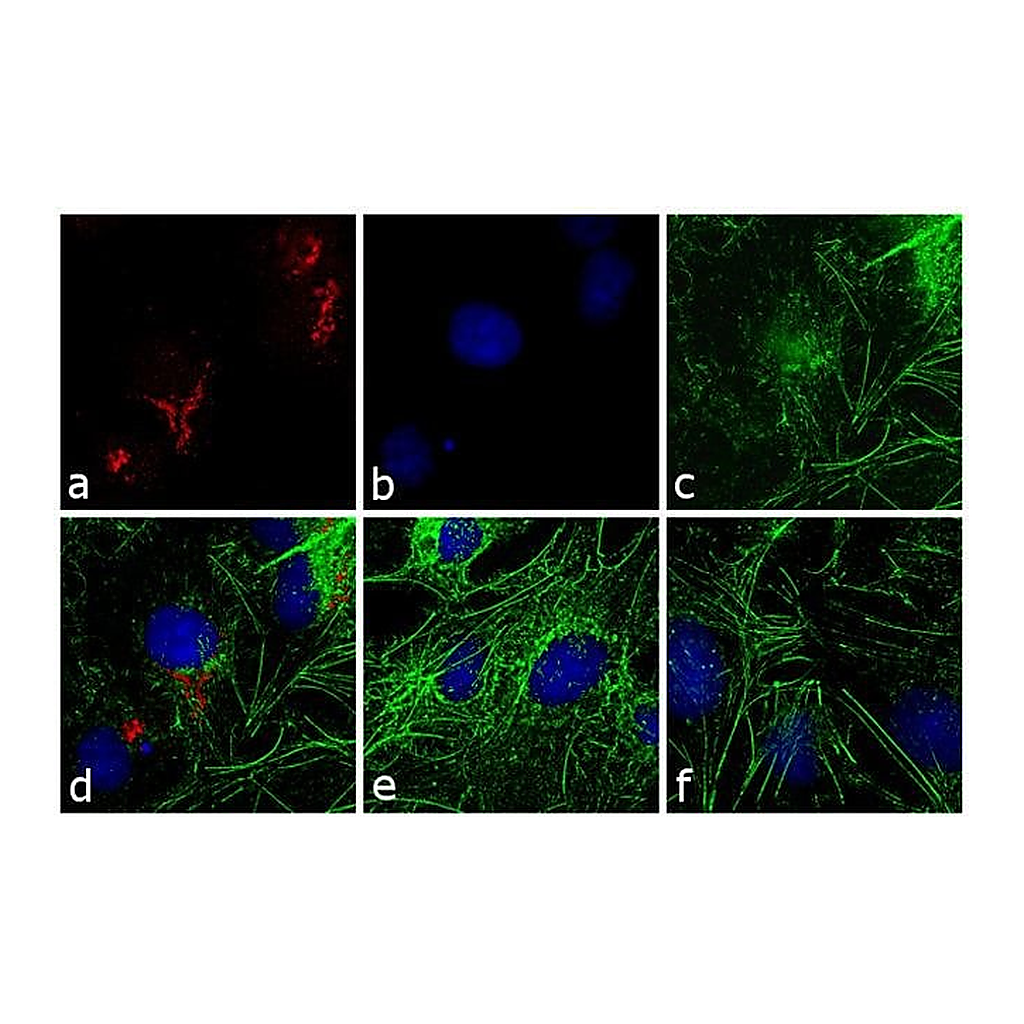 Thermo Fisher Scientific Sheep anti-Rabbit IgG (H+L) Secondary Antibody, TRITC