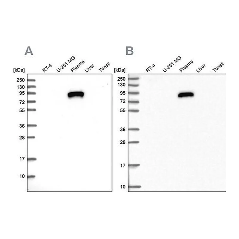 Merck Anti-IGFALS antibody produced in rabbit