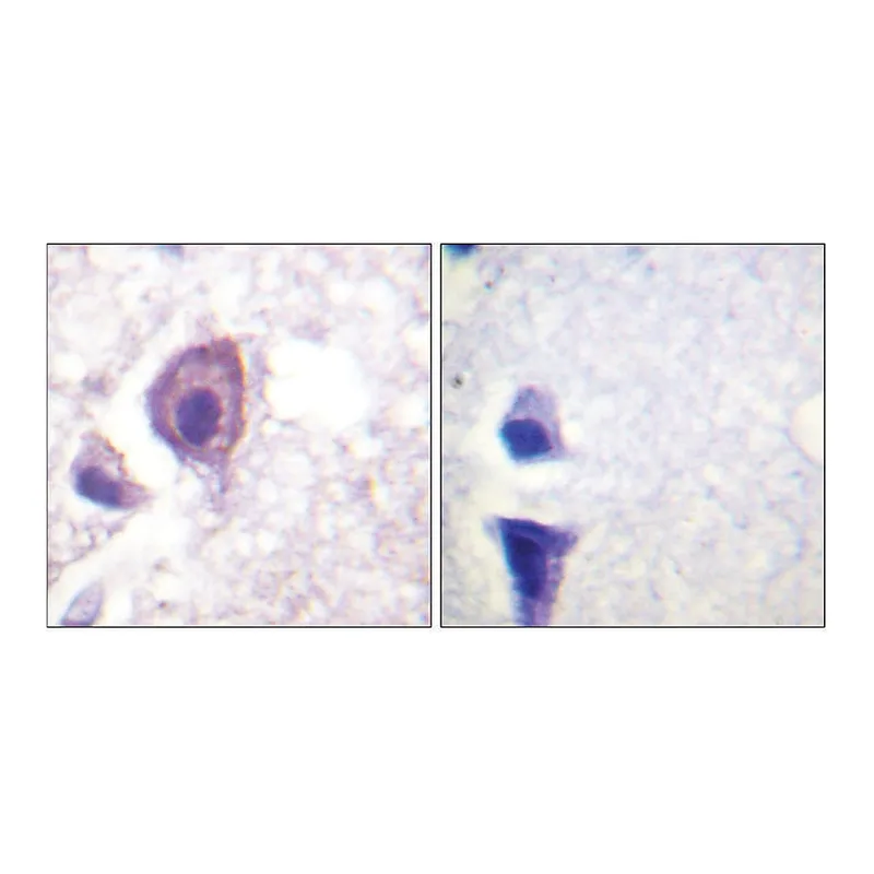 Merck Anti-CD4 antibody produced in rabbit