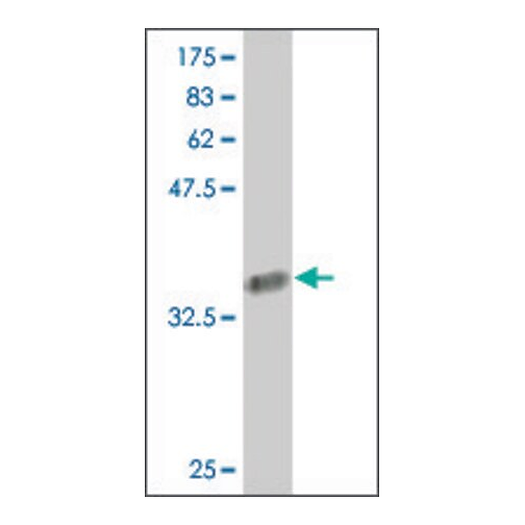 Merck Monoclonal Anti-COL24A1 antibody produced in mouse