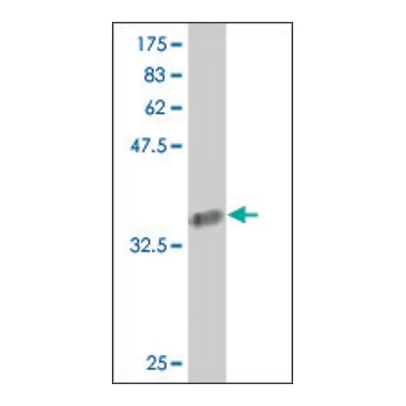 Merck Monoclonal Anti-COL24A1 antibody produced in mouse