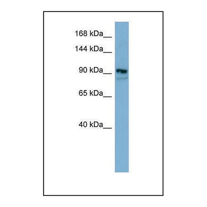 Merck Anti-FAM62B antibody produced in rabbit