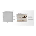 Thermo Fisher Scientific Goat anti-Rabbit IgG (H+L) Poly-HRP Secondary Antibody, HRP