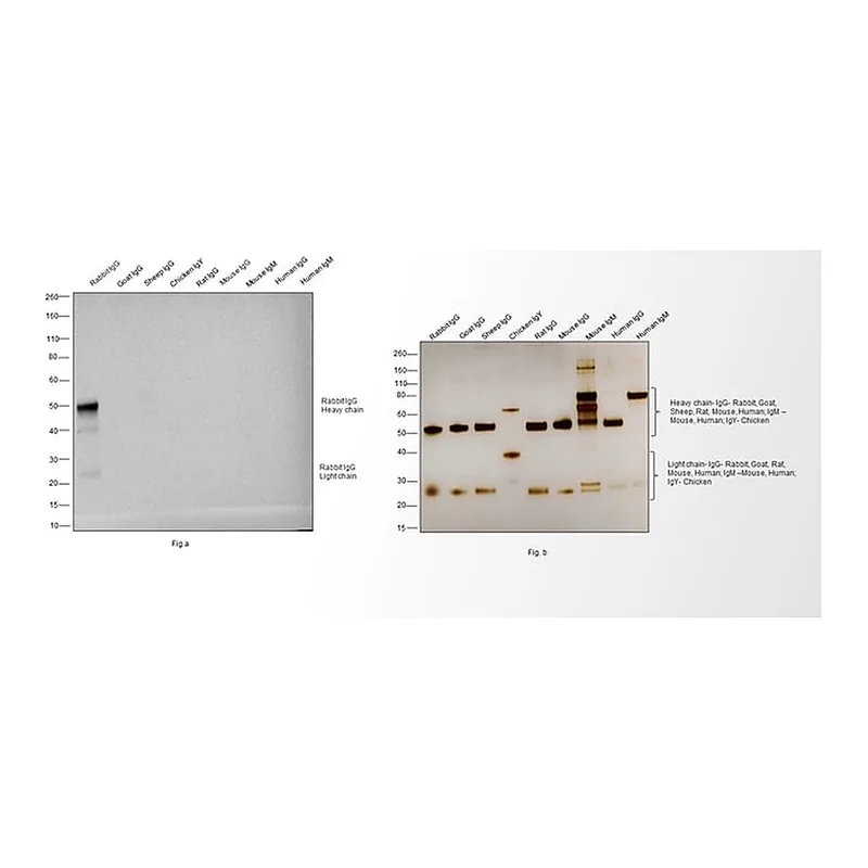 Thermo Fisher Scientific Goat anti-Rabbit IgG (H+L) Poly-HRP Secondary Antibody, HRP