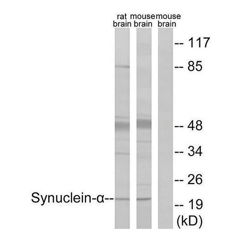 Merck Anti-Synuclein-alpha antibody produced in rabbit