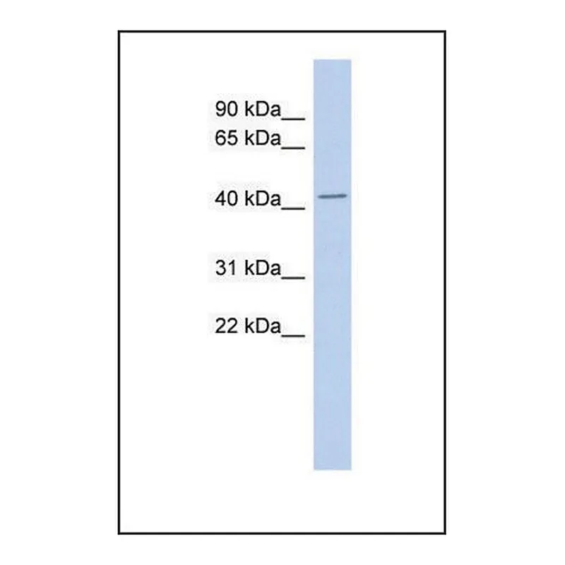 Merck Anti-TMPO antibody produced in rabbit