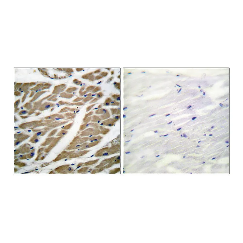 Merck Anti-SODIUM CHANNEL-PAN antibody produced in rabbit