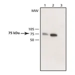 Merck Anti-WAVE antibody produced in rabbit