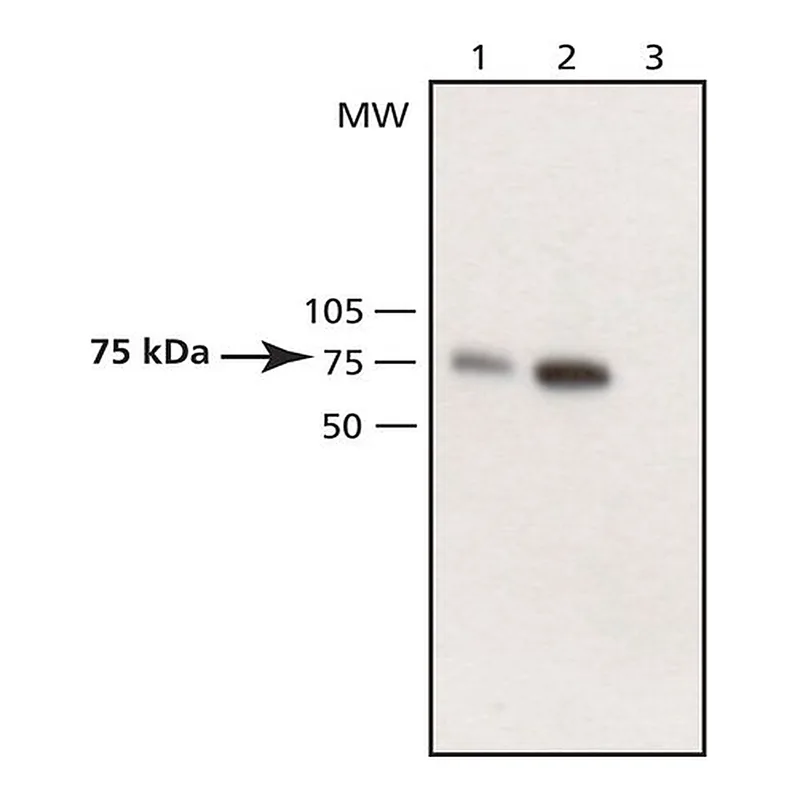 Merck Anti-WAVE antibody produced in rabbit