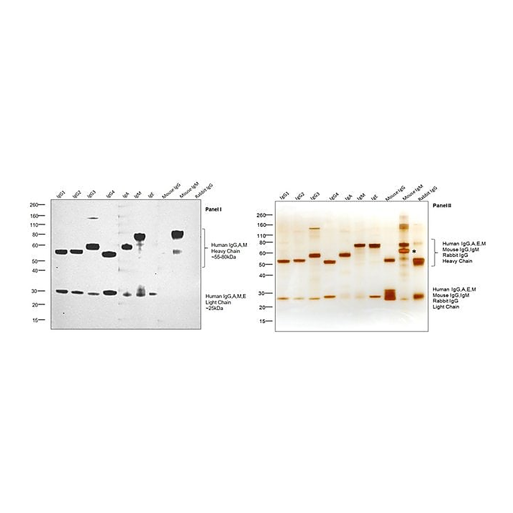 Thermo Fisher Scientific Goat anti-Human IgG, IgM, IgA (H+L) Secondary Antibody, HRP