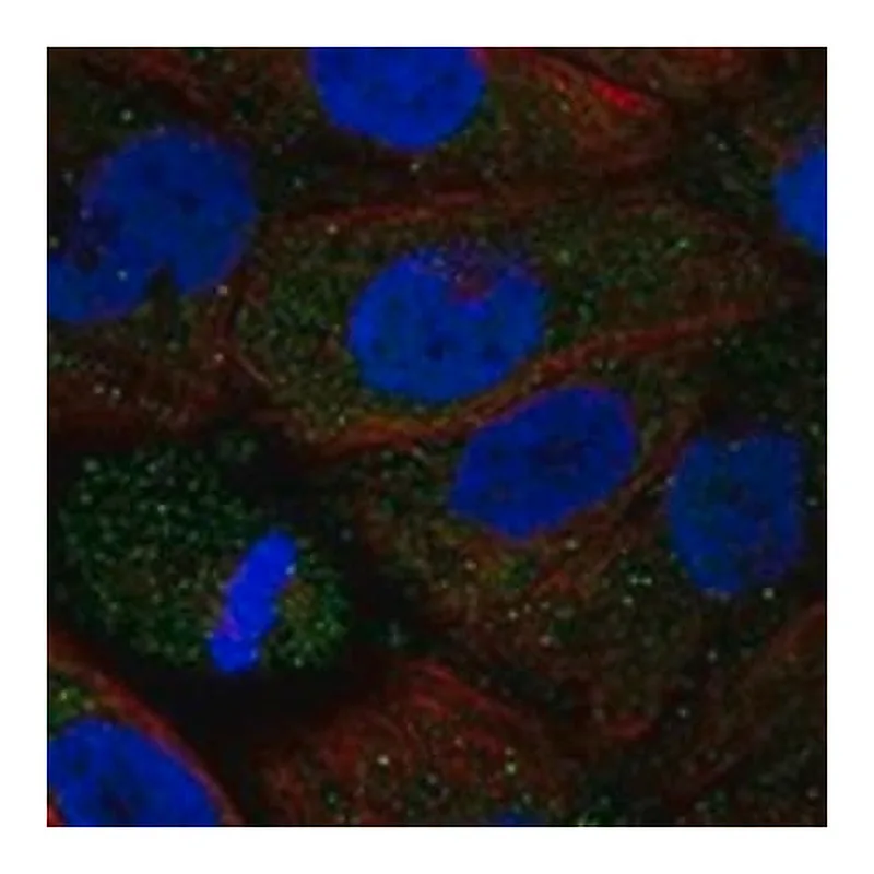 Merck Anti-ADRA2B antibody produced in rabbit
