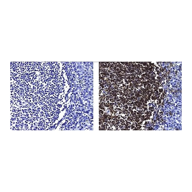 Thermo Fisher Scientific Rat anti-Mouse IgG2a Secondary Antibody, Biotin, eBioscience