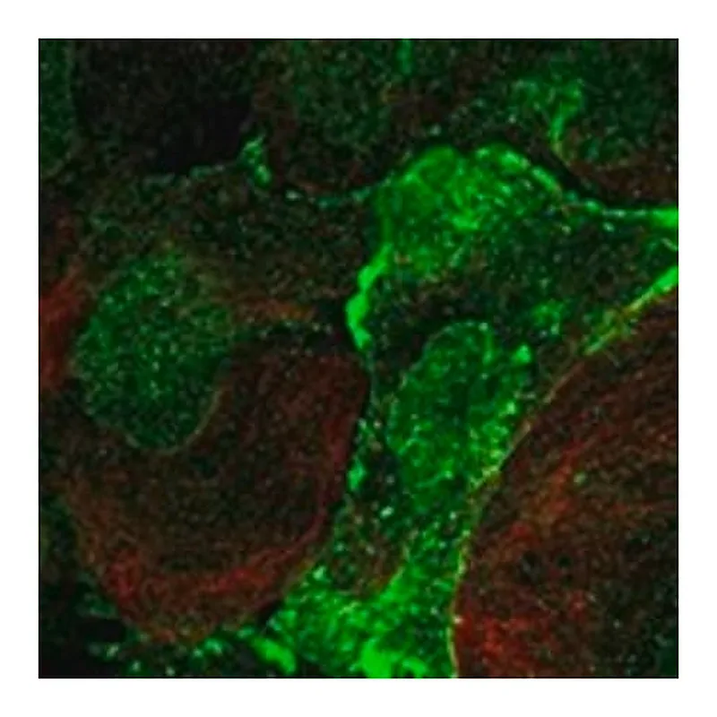 Merck Anti-CDH5 antibody produced in rabbit