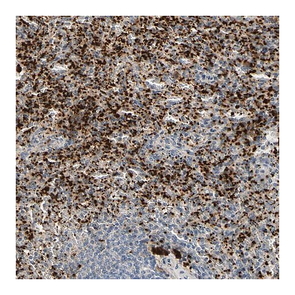 Merck Anti-PPBP antibody produced in rabbit
