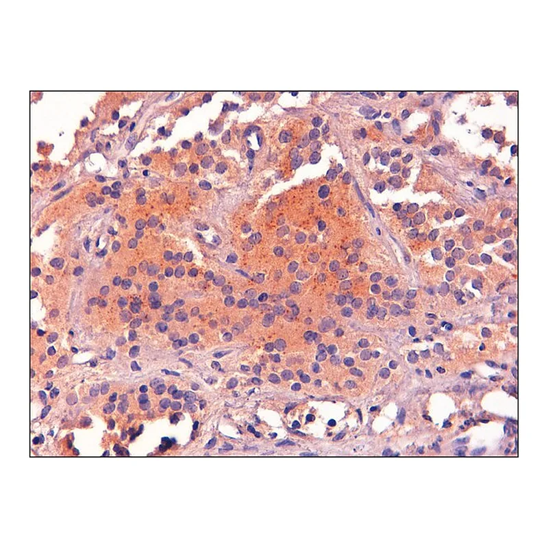 Merck Anti-Proopiomelanocortin/POMC antibody produced in goat