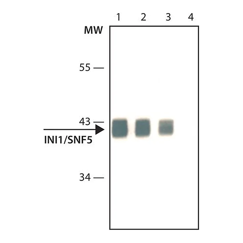 Merck Anti- INI1/SNF5 antibody, Mouse monoclonal